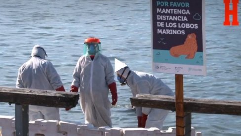 СТРАШНИ ПРИЗОРИ: Птичији грип усмртио морске лавове (ВИДЕО)