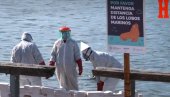 СТРАШНИ ПРИЗОРИ: Птичији грип усмртио морске лавове (ВИДЕО)