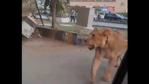 U VREME NAJVEĆE SAOBRAĆAJNE GUŽVE: Lav pobegao iz automobila, među meštanima zavladala panika (VIDEO)