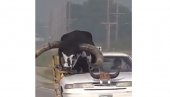 DA ČOVEK NE POVERUJE SOPSTVENIM OČIMA: Na suvozačevom mestu vozio bika od 600 kilograma (VIDEO)