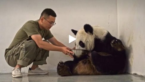 MAMA NAJBOLJE ZNA: Dindin džinovska panda brine o svom novorođenom mladunčetu (VIDEO)