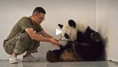МАМА НАЈБОЉЕ ЗНА: Диндин џиновска панда брине о свом новорођеном младунчету (ВИДЕО)