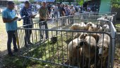 ODGAJIVAČI NA OKUPU: U Obrvi kod Kraljeva održana prva izložba ovaca sjeničke rase