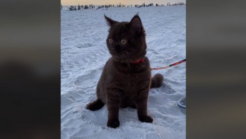 СЛАТКО ЋЕ ВАС НАСМЕЈАТИ: Мачка први пут на плажи, ево како је реаговала (ВИДЕО)