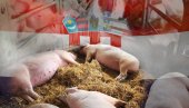 PROTRLJAJTE OČI: Neverovatno kakva svinja je prodata u Hrvatskoj