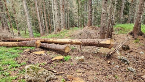 POSEKLI 18 MILIONA: Šumokradice u Crnoj Gori za pet godina opustošile 23.000 kubika drva