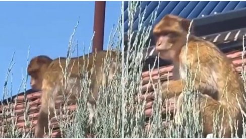 CELA KARABURMA TRAŽI MAJMUNA: Niko ne zna kako je životinja tu dospela, stručnjaci upozoravaju da mu ljudi ne prilaze (VIDEO)