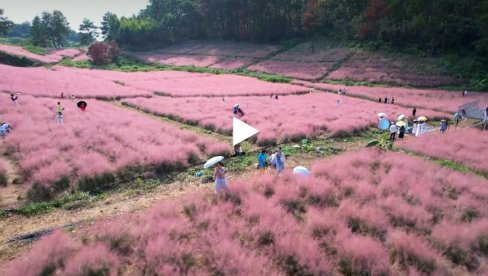 ŽIVOT U RUŽIČASTOM: Muhli trava oduševljava posetioce kineskog Liuzhoua (VIDEO)