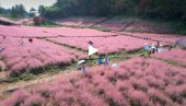 ЖИВОТ У РУЖИЧАСТОМ: Мухли трава одушевљава посетиоце кинеског Лиузхоуа (ВИДЕО)