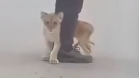 SKLUPČAO SE KRAJ ČOVEKOVIH NOGU: Pogledajte - Kako je kod Subotice pronađeno mladunče lava (VIDEO)