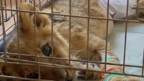TUŽNE VESTI: Uginula lavica Kiki, posle 15 dana borbe