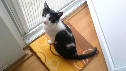 MAČAK DELIKVENT: Francuskinja mora da plati kaznu od 1.250 evra jer je njen mačak išao kod komšije