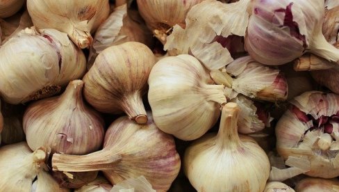 PUN BUĐELAR ZA POVRTARE: Profit od belog luka i do 15.000 evra - Evo šta treba saditi