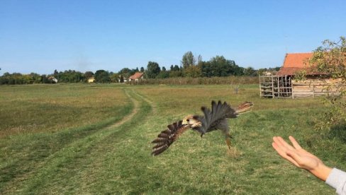 ПОПИСАНЕ ПТИЦЕ, НАЈБРОЈНИЈЕ ГЛУВАРЕ: Акцију спровело Друштво за заштиту и проучавање птица Србије