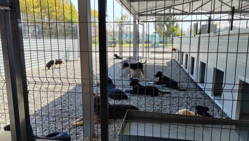 PRIHVATILIŠTE UMESTO AZILA: Lokalna samouprava u Kruševcu konačno rešila problem napuštenih pasa