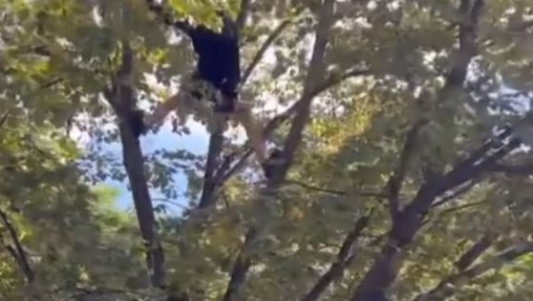 ТИК-ТОК ИЗАЗОВ ИЛИ РАДОЗНАЛОСТ? Дечак се попео на дрво у Железнику, па није знао како да сиђе (ВИДЕО)