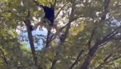 TIK-TOK IZAZOV ILI RADOZNALOST? Dečak se popeo na drvo u Železniku, pa nije znao kako da siđe (VIDEO)
