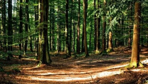 OPŠTINAMA ZAVRĆU SLAVINE? Novi predlog Zakona o šumama ukida koncesioni model