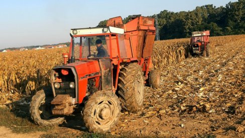 PRINOSI, IPAK, BOLJI NEGO LANE: Berba kukuruza na semberskim poljima pored Drine i Save uveliko traje