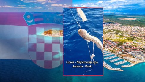 ОПРЕЗ: Хрвати упецали најотровнију рибу Јадрана - изазива неописиву бол која се повећава до падања у несвест (ВИДЕО)