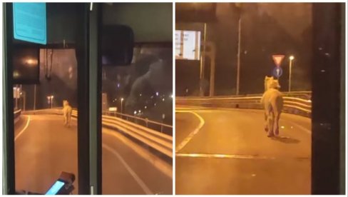 POBEGAO SA HIPODROMA? Konj na Mostu na Adi, kaska ka Novom Beogradu (VIDEO)