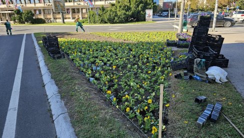 НОВИ САД У ЈЕСЕЊИМ НИЈАНСАМА: У центру града почела садња 100.000 комада цвећа