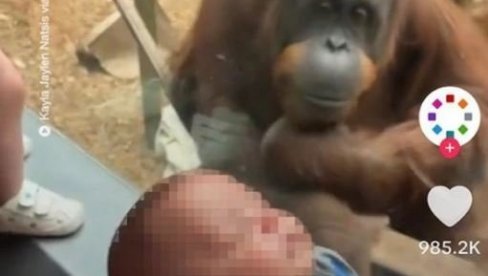 RODITELJI BEBU STAVILI UZ MAJMUNA: Iznenadićete se kada budete videli šta je orangutan tražio (VIDEO)