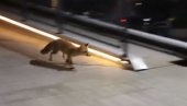 POSTALE REDOVNI POSETIOCI PRESTONICE: Još jedna lisica snimljena kako se šetka Beogradom (VIDEO)