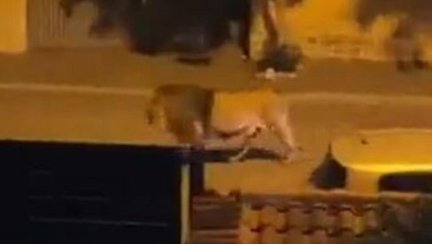 DRAMA: Lav pobegao iz cirkusa (VIDEO)