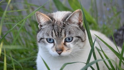 POTERA PREKO LOKATORA NA OGRLICI: Mačka putovala 70 kilometara ispod haube auta, evo u kakvom je stanju