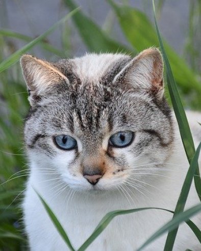 POTERA PREKO LOKATORA NA OGRLICI: Mačka putovala 70 kilometara ispod haube auta, evo u kakvom je stanju