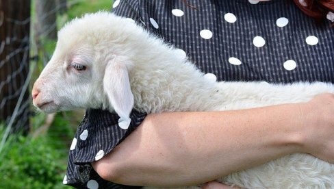 ЦЕНА ЈАГЊИЋА И ОВАЦА НА ПИЈАЦАМА: Прасићи јефтинији у околини овог града, куповали се за мање од 300 РСД по килограму