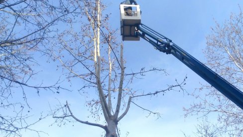РАДОВИ У ВЕЛИКОМ БРАДИШТУ: Обустава саобраћаја због орезивања дрвећа