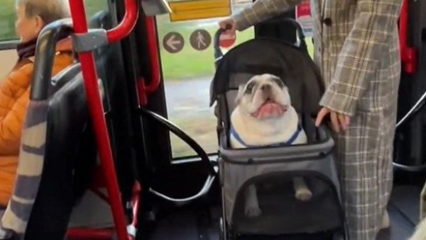 НЕСВАКИДАШЊИ ПРИЗОР У ГРАДСКОМ ПРЕВОЗУ: Ушла у аутобус са псом, људи нису могли да верују шта се дешава (ВИДЕО)