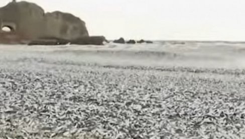 STRAVIČAN PRIZOR: Nekoliko hiljada tona uginule ribe na obali (VIDEO)