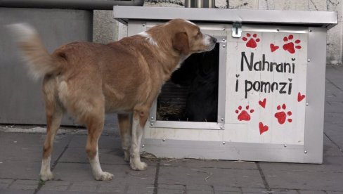 ZIMOVNIK ZA LUTALICE: Oslikane kućice u Nišu jedini dom za napuštene pse