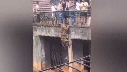 U SVEGA PAR SEKUNDI NASTALA PRAVA DRAMA U ZOOLOŠKOM: Jaguar umalo završio među posetiocima (VIDEO)