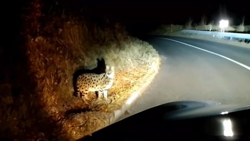 ŠTA JE OVO? Vozač ugledao neobičnu životinju pored puta, pa odlučio da je snimi, iznenadićete se kada vidite njenu reakciju (VIDEO)