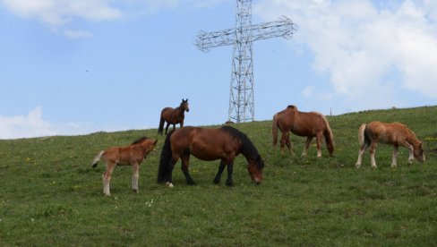 СУВЕРЕНИ ГОСПОДАРИ ПЛАНИНЕ: Планина Столови повише Краљева препознатљива по полудивљим коњима