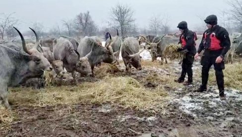 ДРЖАВА РЕАГОВАЛА: Спас за 97 крава, 40 телади и 70 коња са Крчединске аде