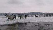 ЕВАКУАЦИЈА ЖИВОТИЊА НА КРЧЕДИНСКОЈ АДИ: На вишим деловима острва заробљено око 200 коња и говеда