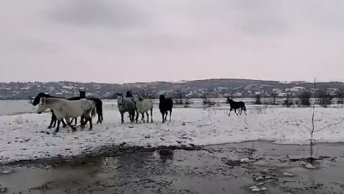 JEDNODNEVNA PAUZA: Spasavanje krava i konja na Krčedinskoj adi nastavlja se sutra, u petak