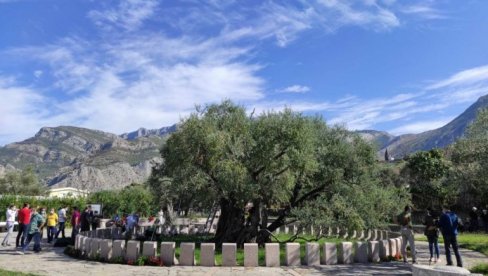 BITKA ZA STABLO STARIJE OD SVEGA: Stanje barske masline, stare 2.248 godina, postalo zabrinjavajuće