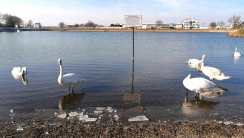НЕ ХРАНИТЕ ЛАБУДОВЕ ХЛЕБОМ: На Градском језеру у Вршцу постављена табла упозорења (ФОТО)