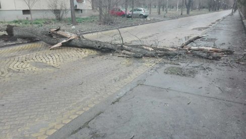 PALO DRVO, ZAUSTAVILO SAOBRAĆAJ: Brza intervencija nadležnih u Zrenjaninu (FOTO)