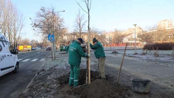 ЗА ЗЕЛЕНИЈИ ЛИМАН 4: Градско зеленило у Новом Саду почело садњу 114 стабала (ФОТО)