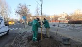 ZA ZELENIJI LIMAN 4: Gradsko zelenilo u Novom Sadu počelo sadnju 114 stabala (FOTO)