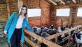 ЦАРИЦЕ СА ПЕДИГРЕОМ:  Дипломирана правница Марија Рајић већ четврту годину надомак Параћина гаји овце романовске расе