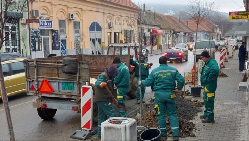 ULICA VUKA KARADŽIĆA JOŠ ZELENIJA: Nastavljena sadnja stepske višnje u čuvenoj ulici u Vršcu