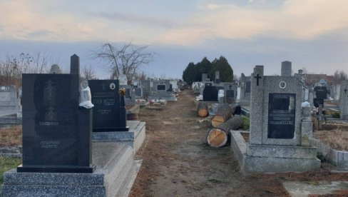 ДРВЕЋЕ (НИ)ЈЕ СМЕТАЛО? Посечена стабла на Железничком гробљу у Кикинди (ФОТО)